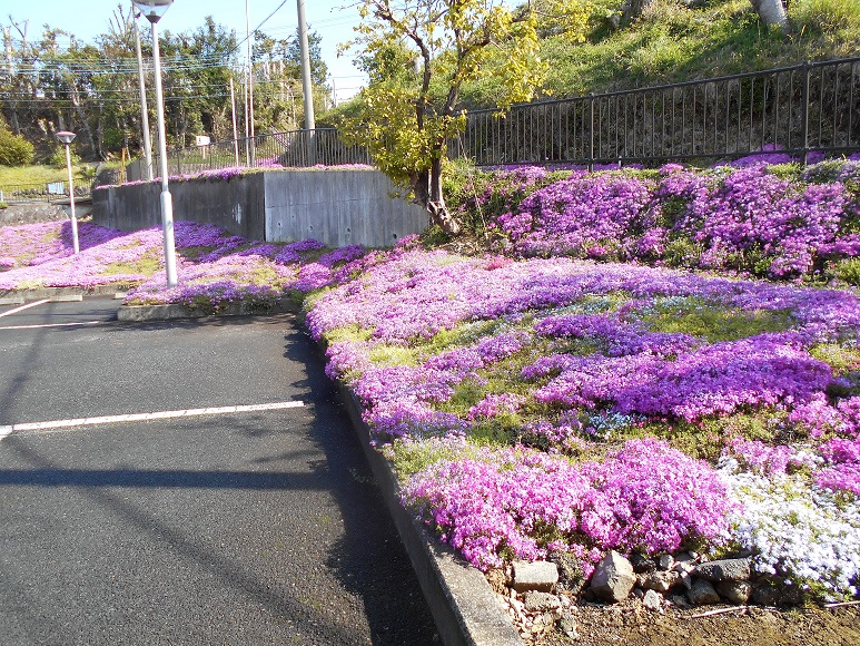 今年も芹沢さんの育てた 芝桜 満開です 公益財団法人 しずおか健康長寿財団
